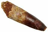 Fossil Spinosaurus Tooth - Real Dinosaur Tooth #344193-1